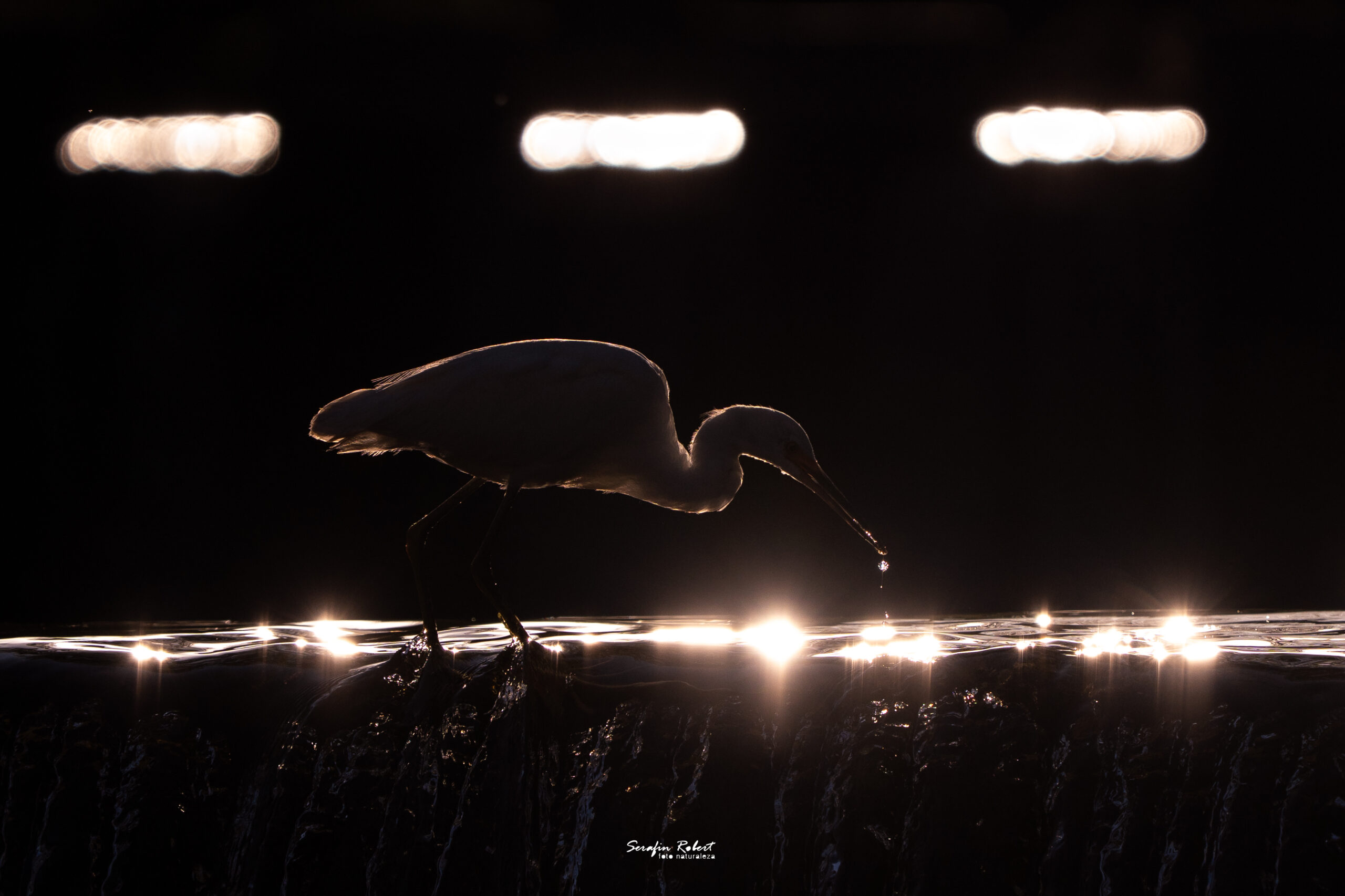 _DSC8984