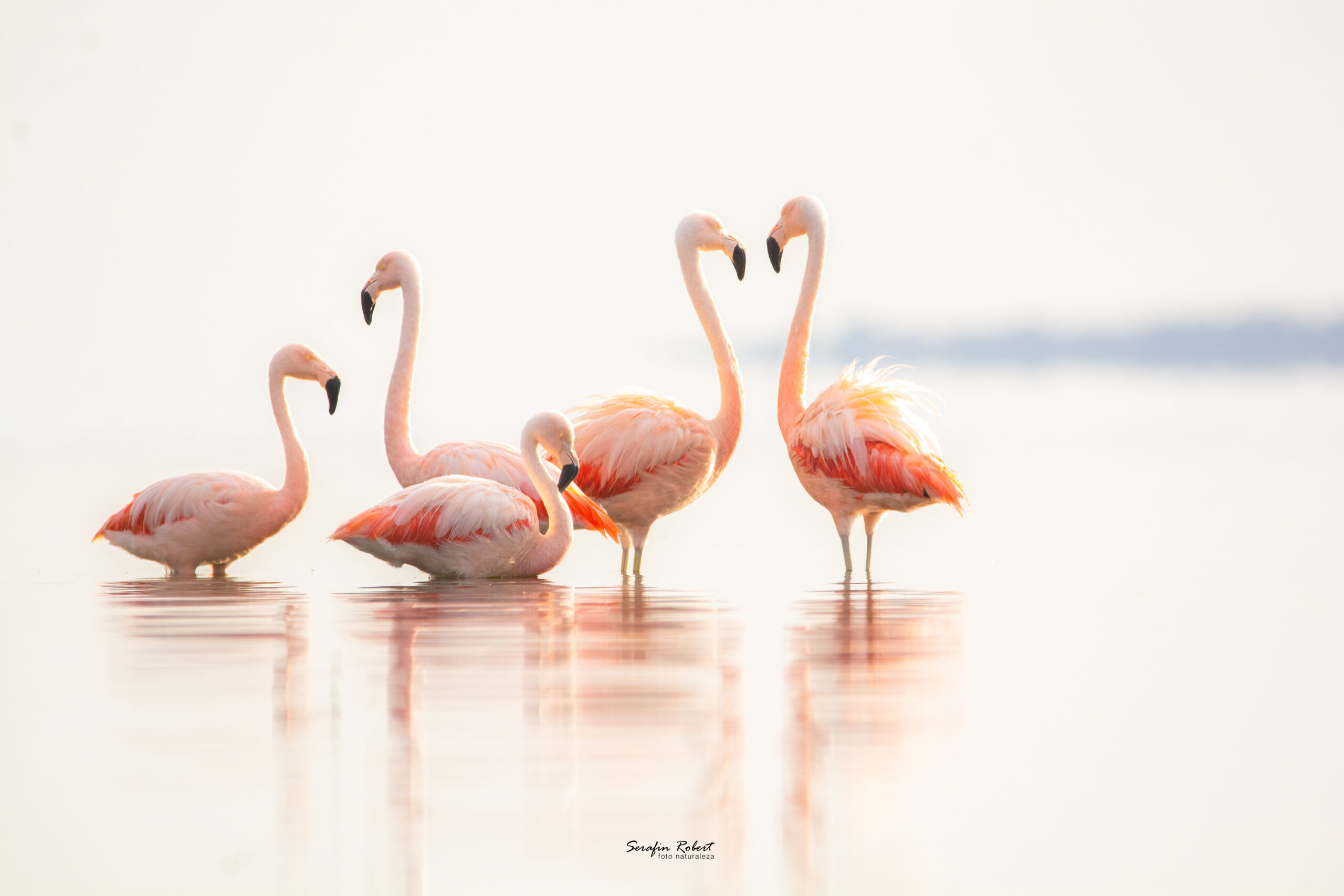 _SFN2150-Editar