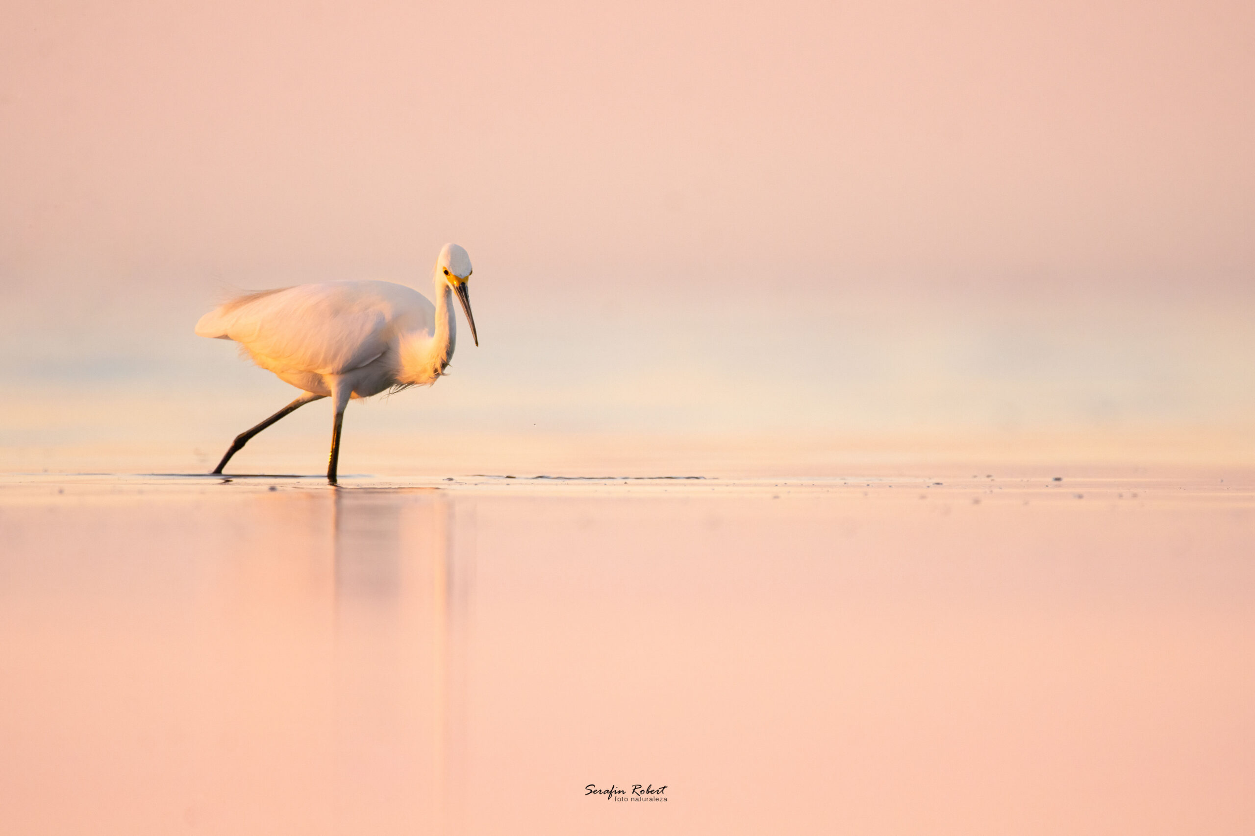 _SFN2630-Editar-Editar