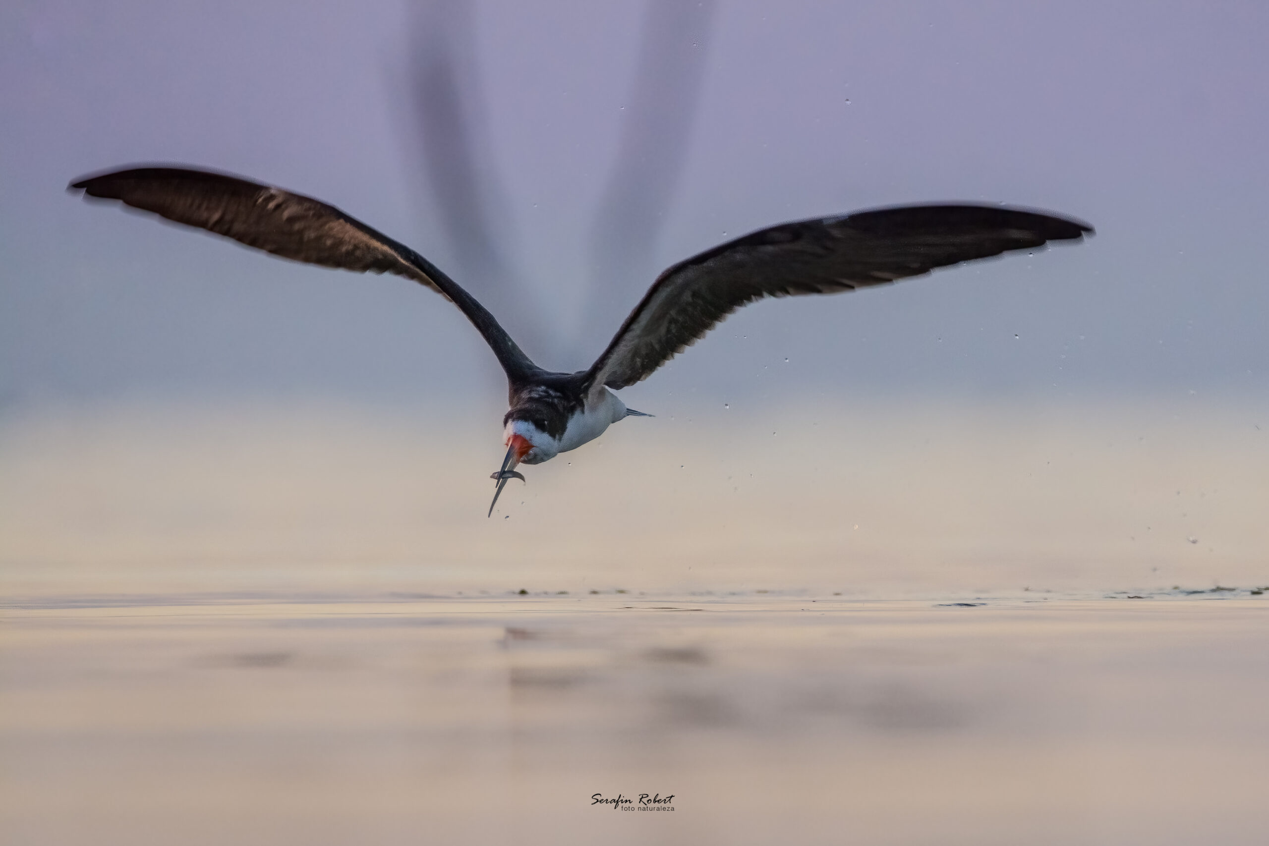 _SFN2757-Editar