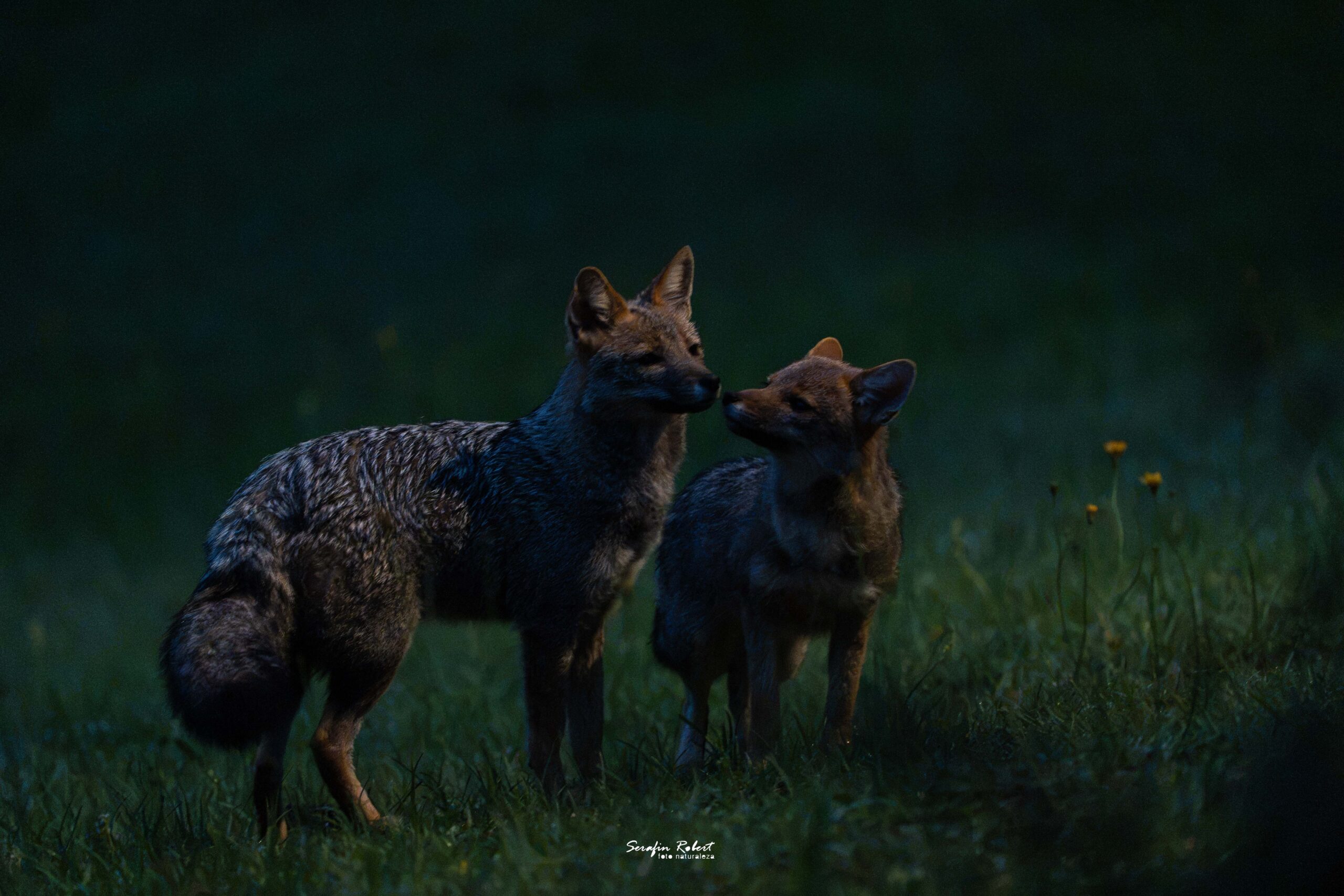 _DSC3517