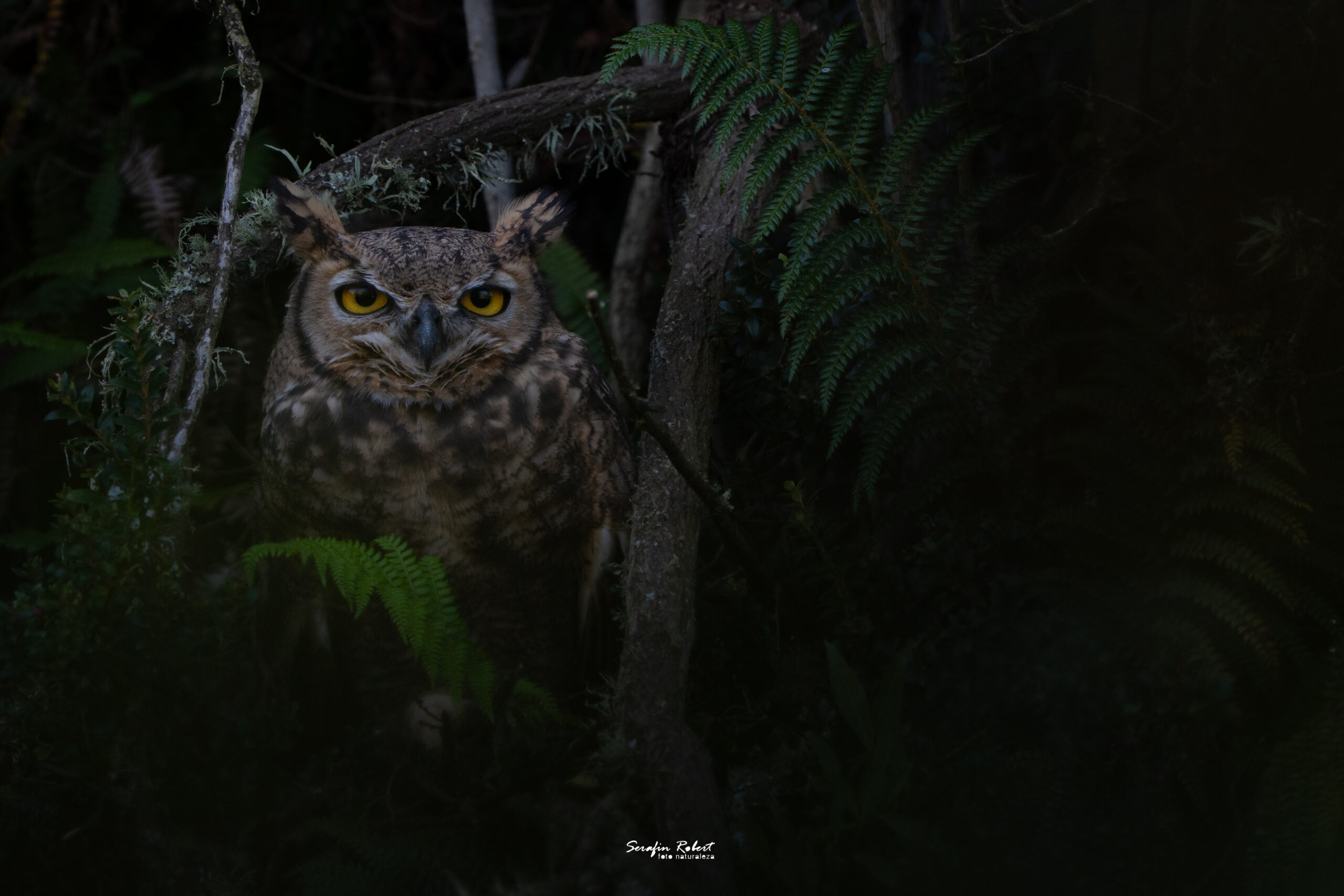_DSC5275-3